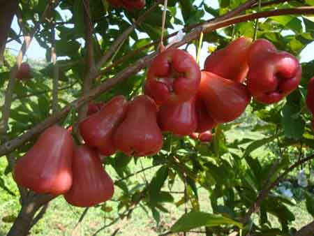 Rose-Apple-(Jambu) - eLanka