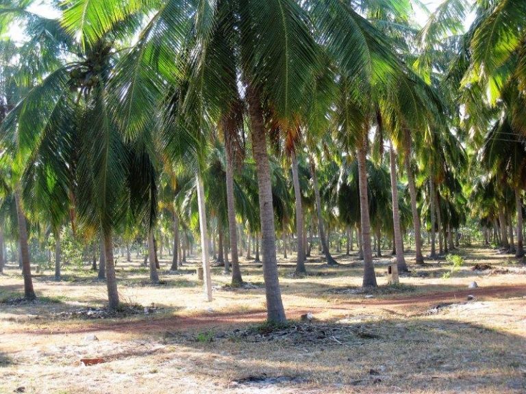 SRI LANKA: 10 acre plots near beach For Sale