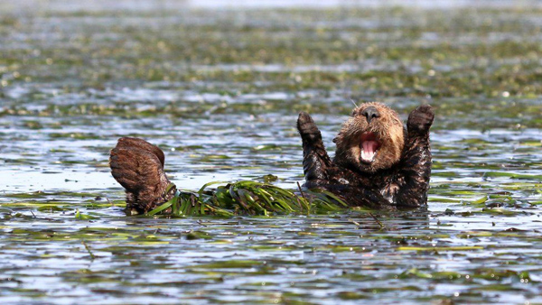 Comedy In Nature