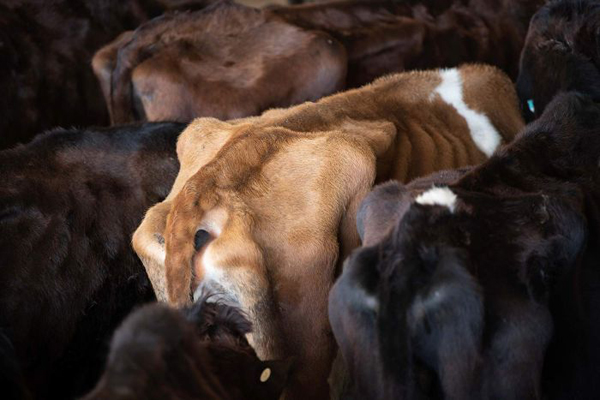 Australian cattle export
