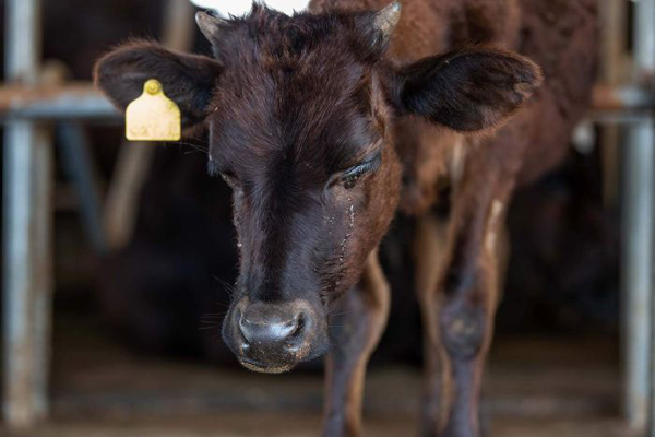 Australian cattle export