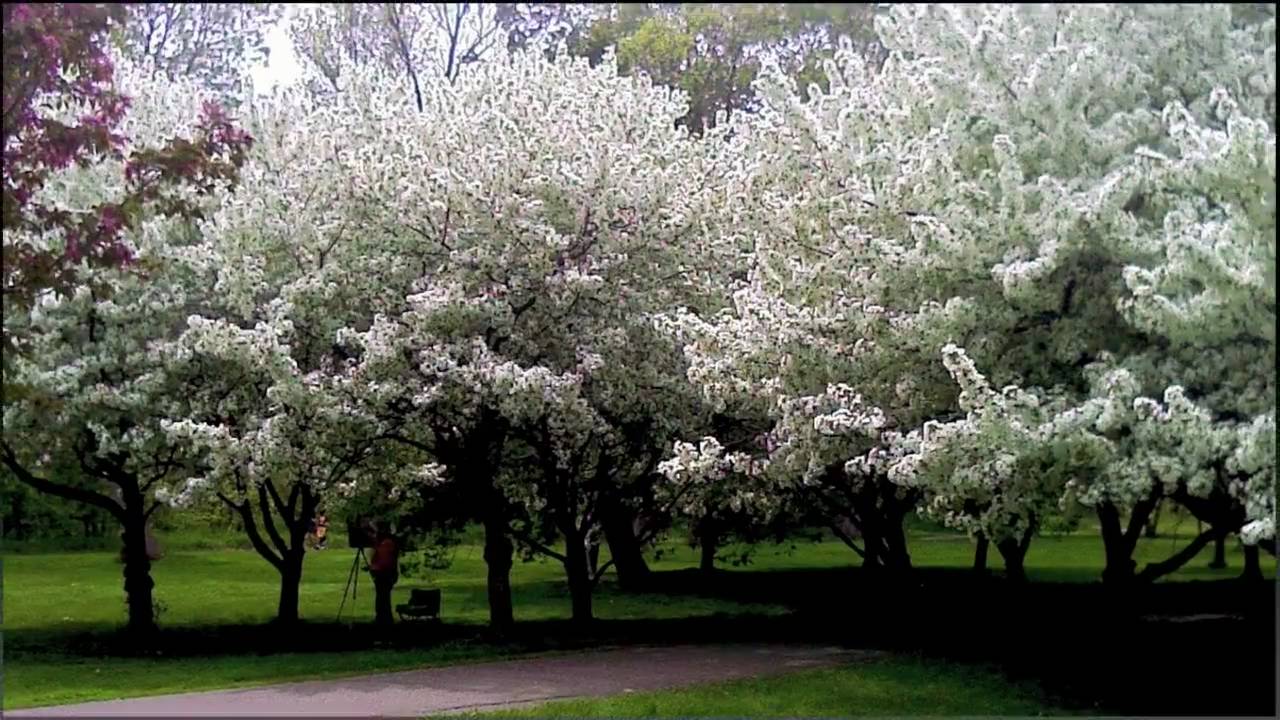 "TREES OF SRI LANKA" By Des Kelly