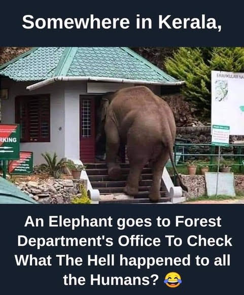 Elephant goes home