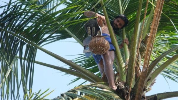 Arrack is distilled