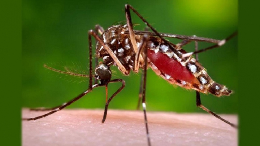 Dengue