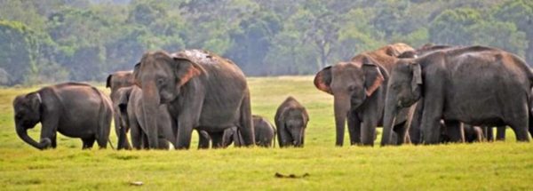 Sri Lanka's wildlife