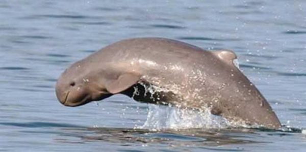 The Irrawaddy Dolphin