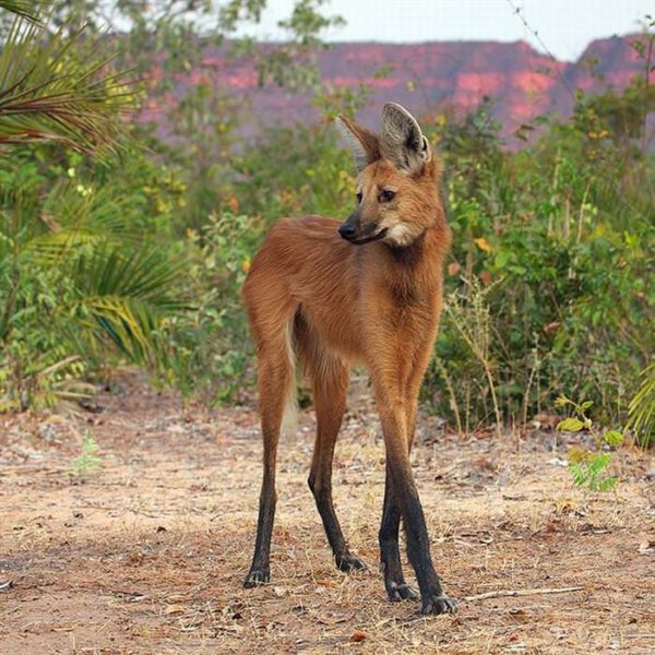 The Maned Wolf