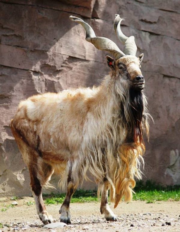 The Markhor