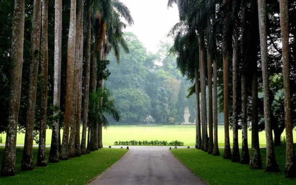 Peradeniya Botanical Gardens