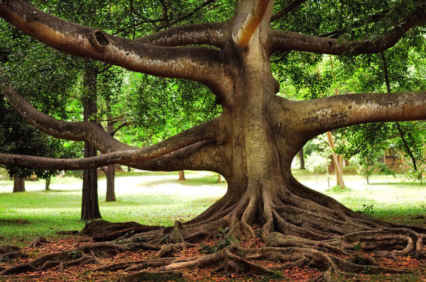 Peradeniya Gardens, old fig tree