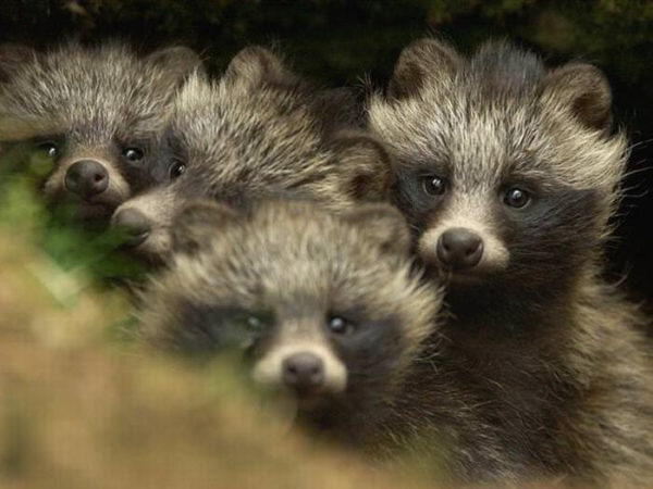 Raccoon Dog
