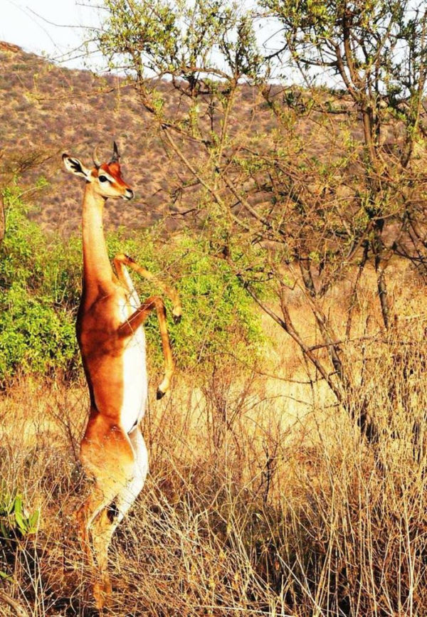 The Gerenuk