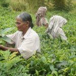 sri-lanka-tea