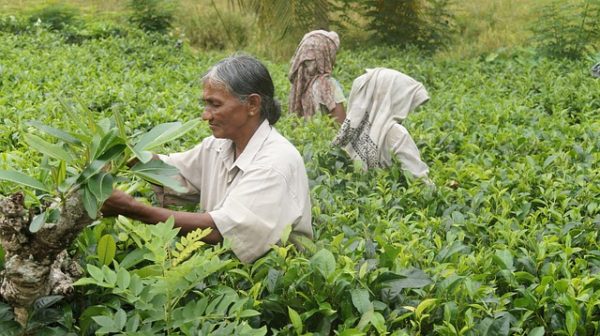 sri-lanka-tea