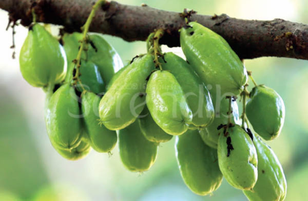 A bunch of ripeâ€¨biling fruits in a tree