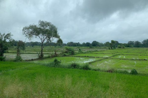 Rice paddies viewed from the train