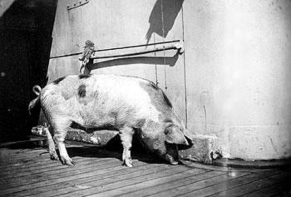 Tirpitz the Pig