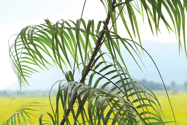 Cane industry & furniture in Sri Lanka