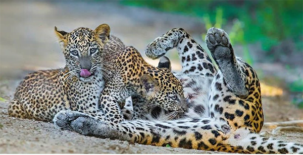 leopards