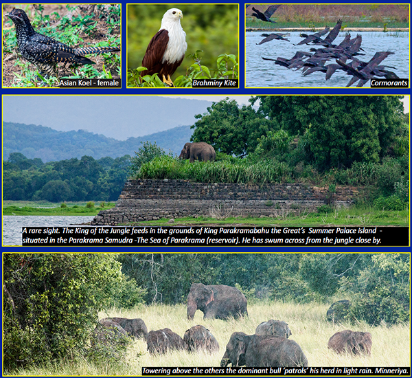 A Day On Batticaloa Lagoon & Elephant Delights on the Polonnaruwa – ‘Batti’ Road – Stefan 2020