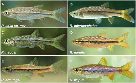 Researchers discover new variant of Sri Lankan aquarium fish by Ifham Nizam