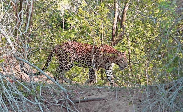 Saving the leopard for future generations-by Tissa Jayaweera