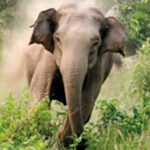 Elephent