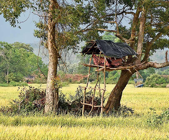 Paddy farmers