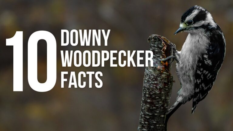 10 Fun Facts About Downy Woodpeckers