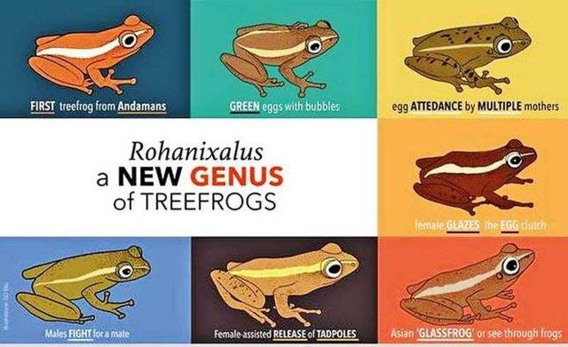 Frog genus named after Rohan Pethiyagoda