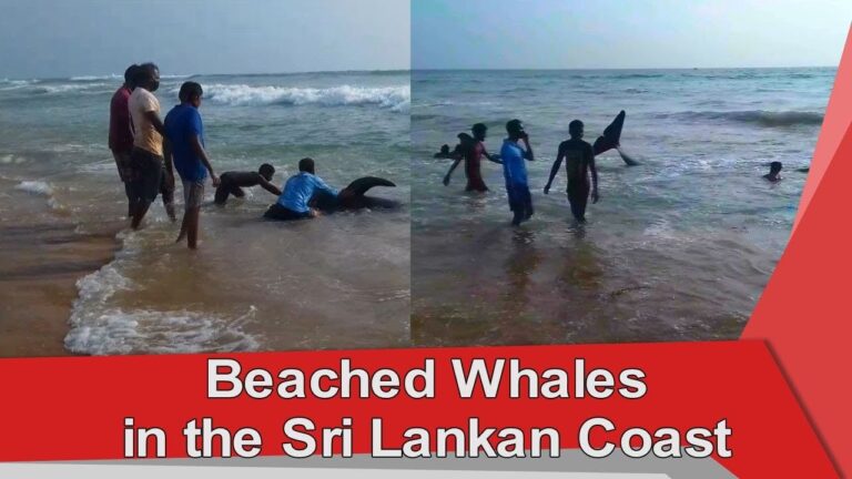 Newsfirst.lk: (VIDEO) More than 100 whales beached on the Panadura Coast