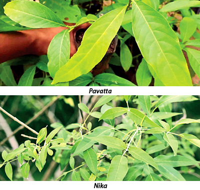 pavatta