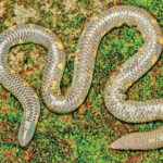 snakes
