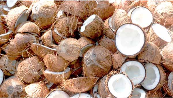 Coconut