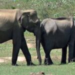 elephants in Sri Lanka