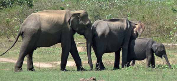 elephants in Sri Lanka