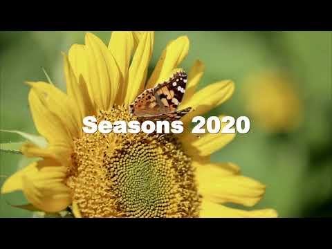 Seasons 2020 – by Anil Wickremetunge