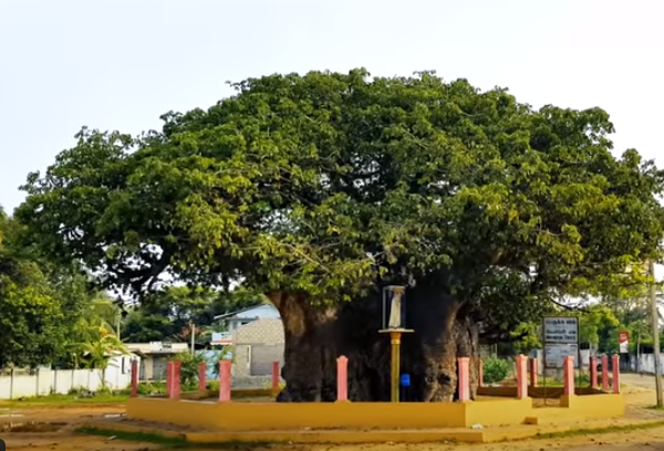 Baobab Tree In Mannar