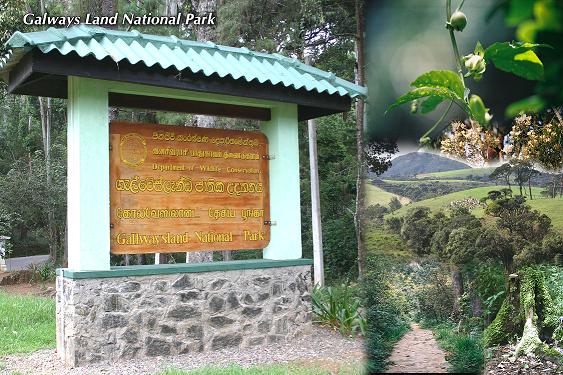 Galway’s Land National Park – montane ecosystem in Nuwara Eliya By Arundathie Abeysinghe