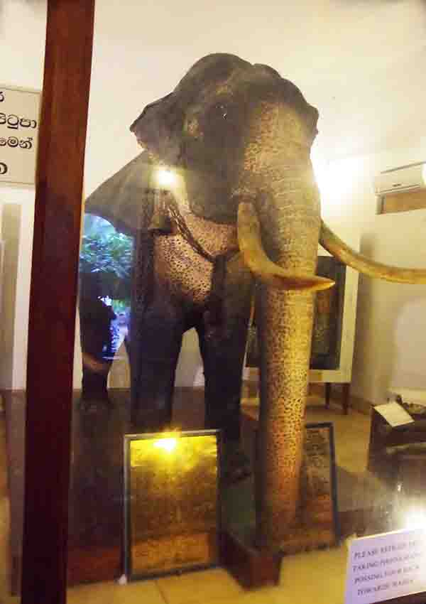 Raja Museum - tribute to an honored elephant in Asia By Arundathie Abeysinghe