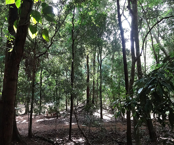 Udawattakele Sanctuary - Royal Forest Park of Kandy City By Arundathie Abeysinghe