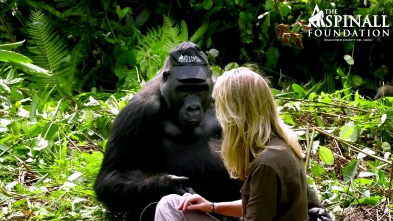 Heart-warming moment Damian Aspinall’s wife Victoria is accepted by wild gorillas