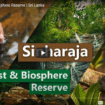 Deforestation in Sinharaja and elsewhere; It is time the President took action – By Raj Gonsalkorale