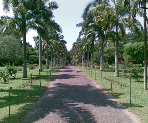 Henarathgoda Botanical Gardens – evolution of Sri Lankan economy By Arundathie Abeysinghe
