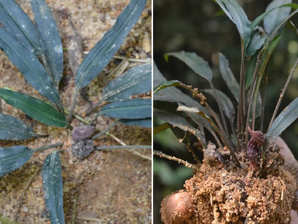 Wayamba Uni discovers rare plant species