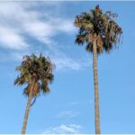 A clear blue sky
