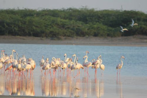 Magnifique! Greater Flamingoes in Mannar
