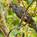 Kohas and Cuckoos