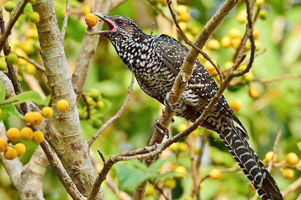 Of Kohas and Cuckoos-by Dr Rohan H Wickramasinghe